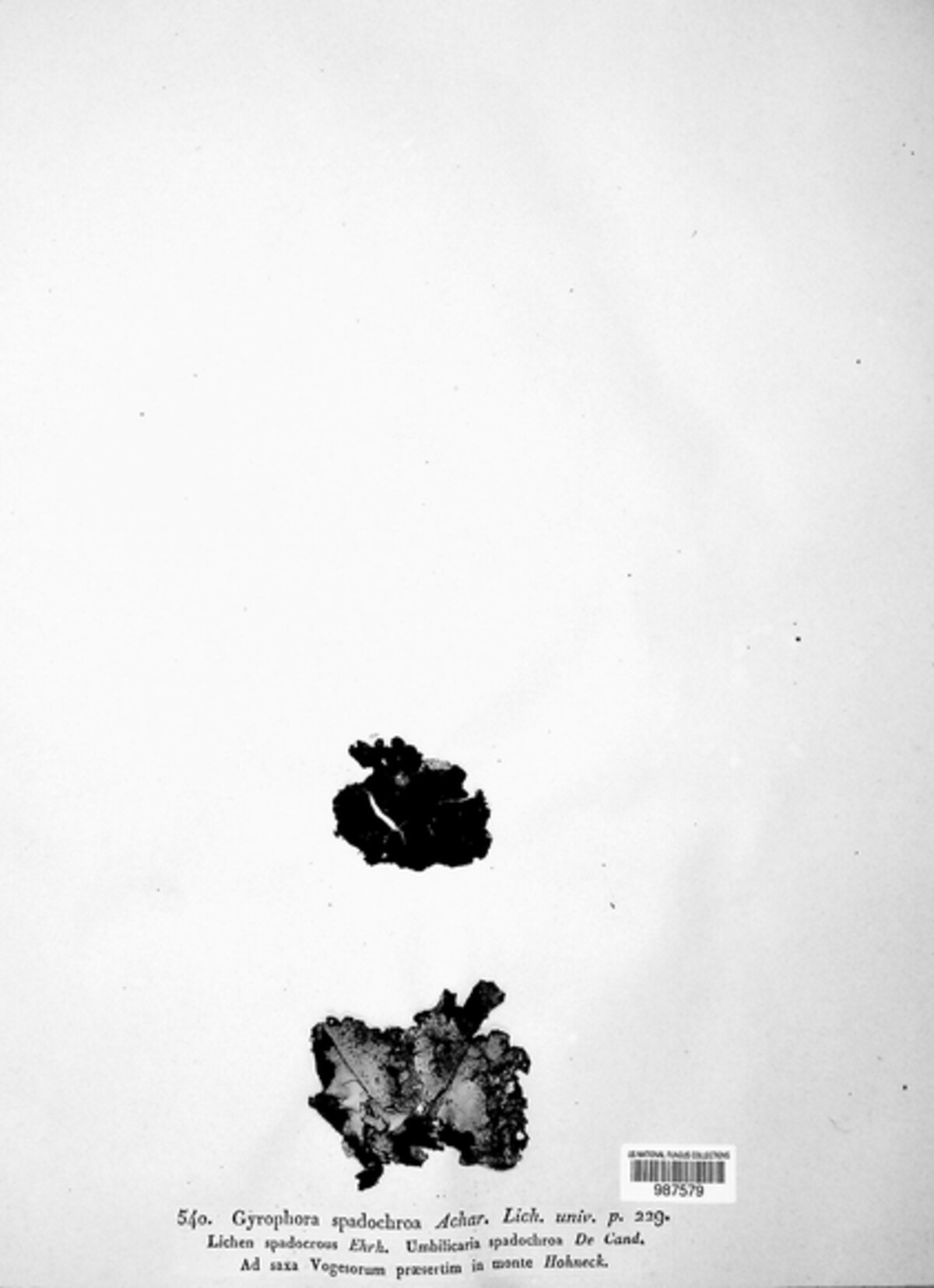 Umbilicaria spodochroa image